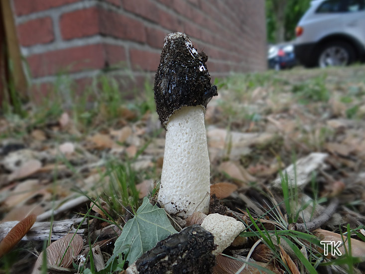 Phallus impudicus - Stinkmorchel