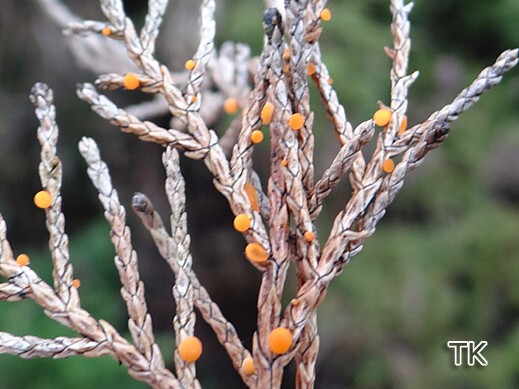 Pithya cupressina - Orangegelbes Wacholderbecherchen