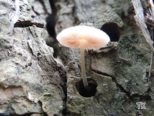 Pluteus hispidulus - Haariger Dachpilz