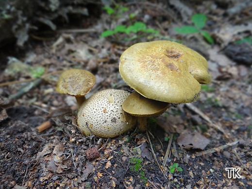 Pseudoboletus parasiticus - Schmarotzerröhrling