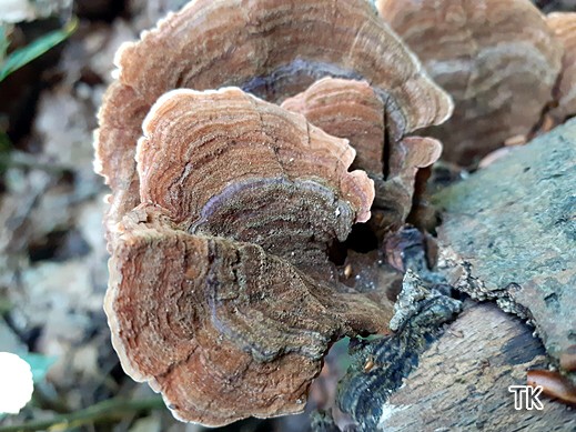 Stereum insignitum - Braunsamtiger Schichtpilz