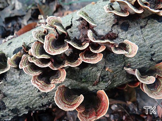 Stereum insignitum - Braunsamtiger Schichtpilz