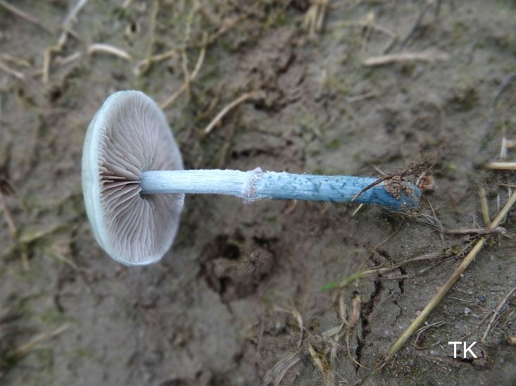 Stropharia pseudocyanea - Weißblauer Träuschling