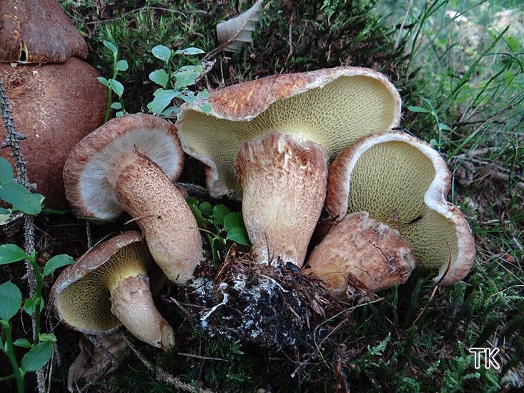 Suillus cavipes - Hohlfußröhrling