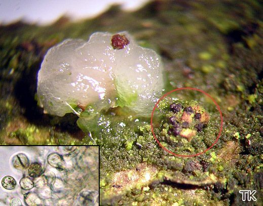Tremella globospora - Buckeliger Zitterling (auf Diaporthe leiphaemia)
