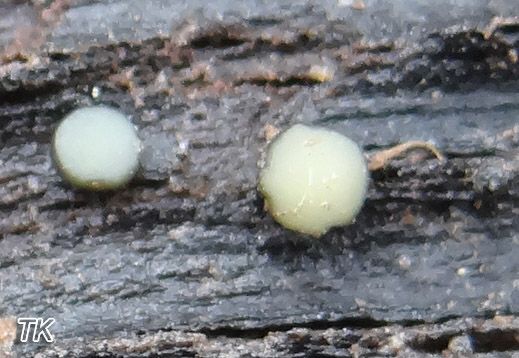 Dünnsporiges Kranzbecherchen (Vibrissea leptospora)