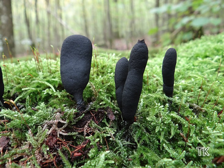 Langstielige Ahorn-Holzkeule (Xylaria longipes)